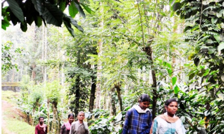 Plantation Trip