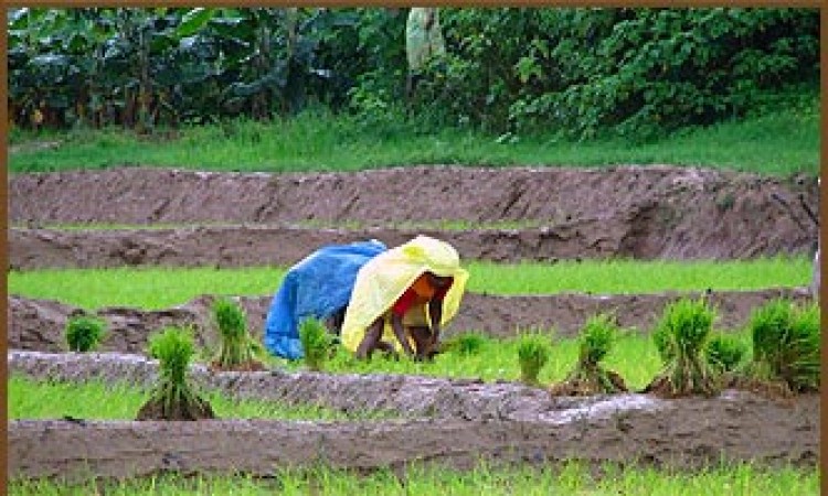Paddy fields