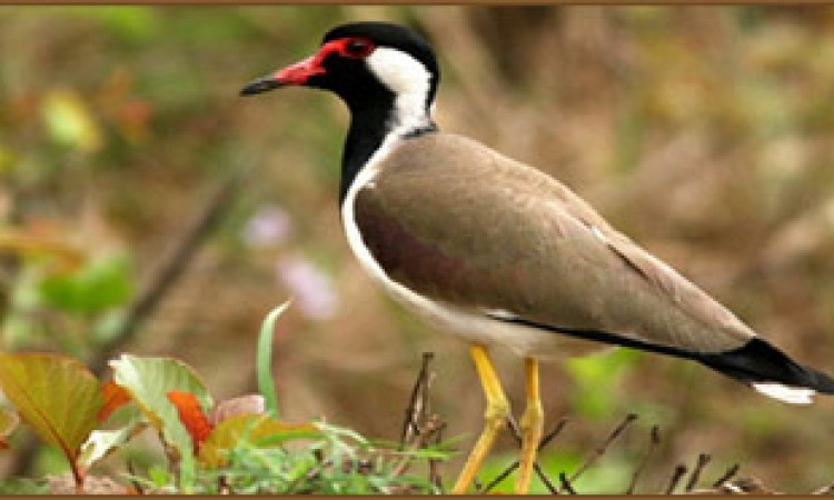 Bird in Olives Homestay