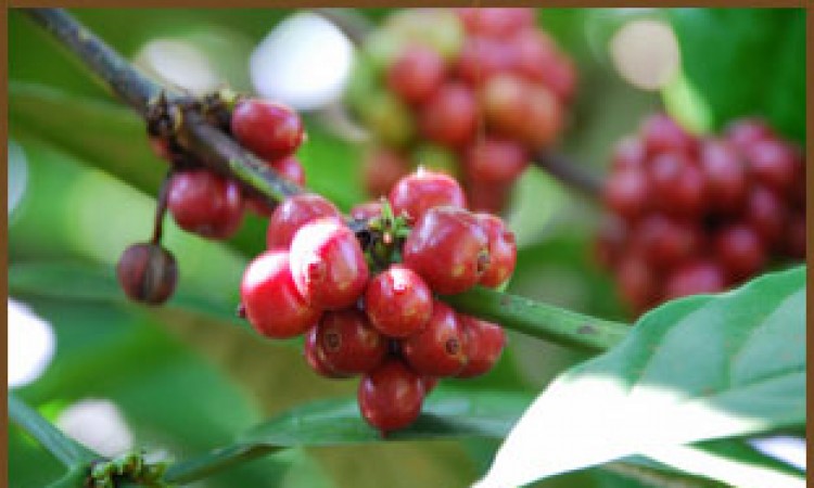 Coffee Beans