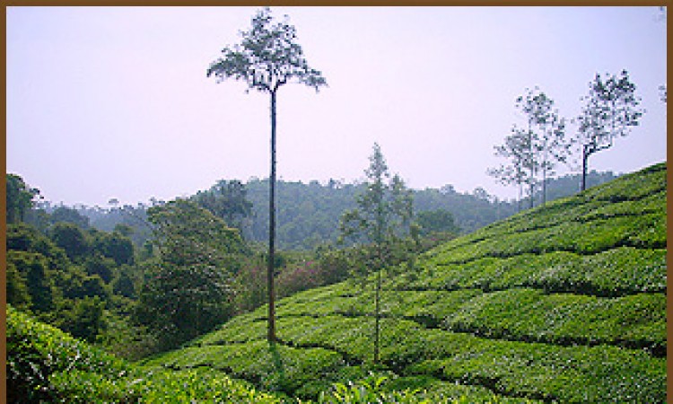 Plantation View