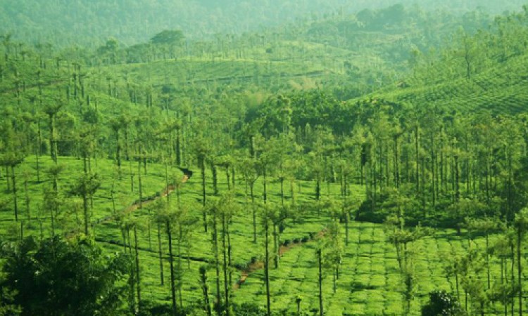 Plantation View