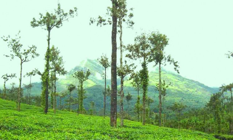 Tea Estate View
