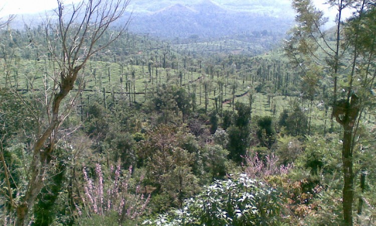 Tea Estate