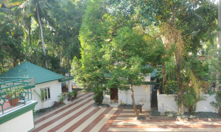Lush Greenery 1