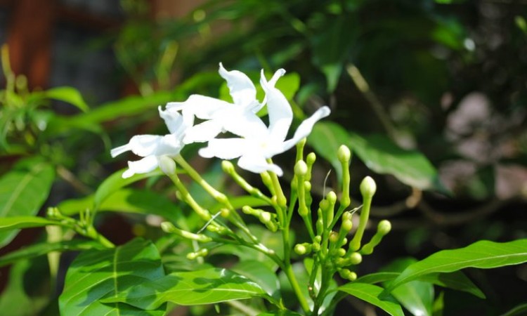 Nature's creation