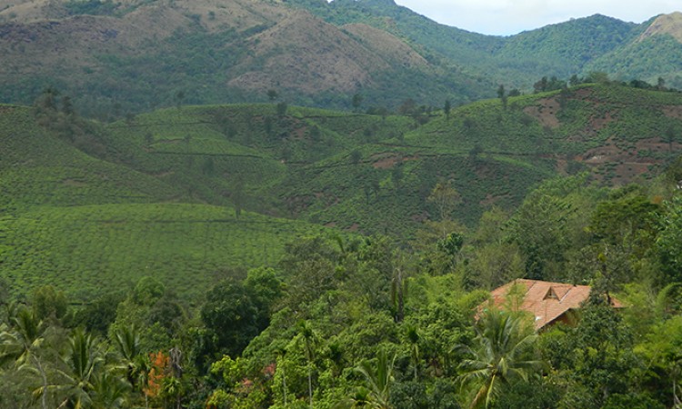 Plantation View