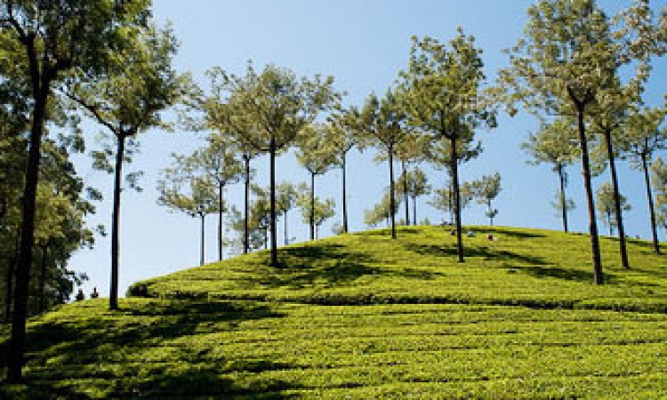 Plantation Plantation