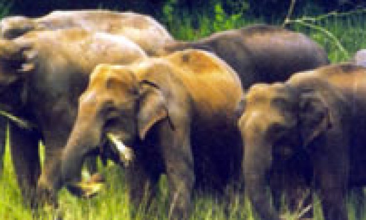 Wildlife Wildlife
