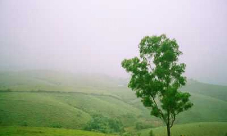 Wagamon Wagamon