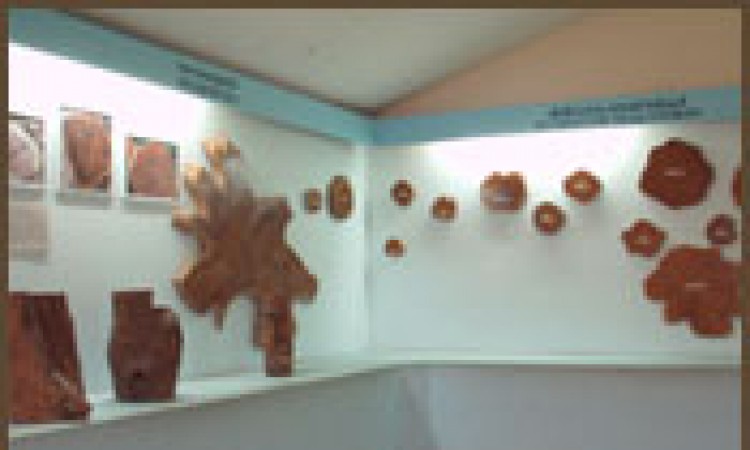 Interior of Teak Museum