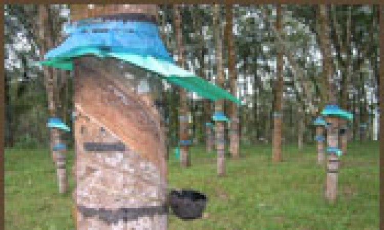 Rubber Tapping