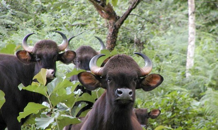 Wildlife