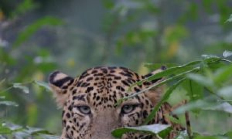 Wildlife3