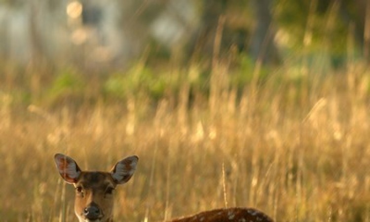 Wildlife1
