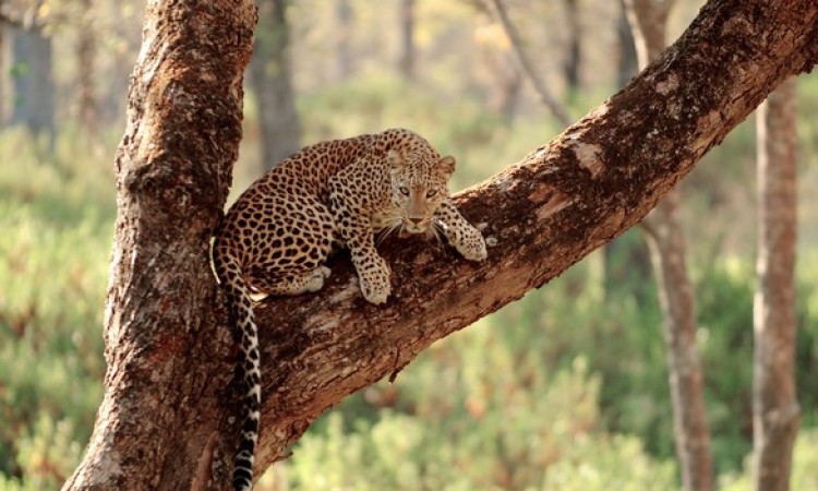Wildlife2