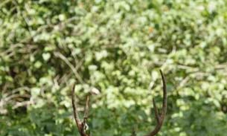 Wildlife