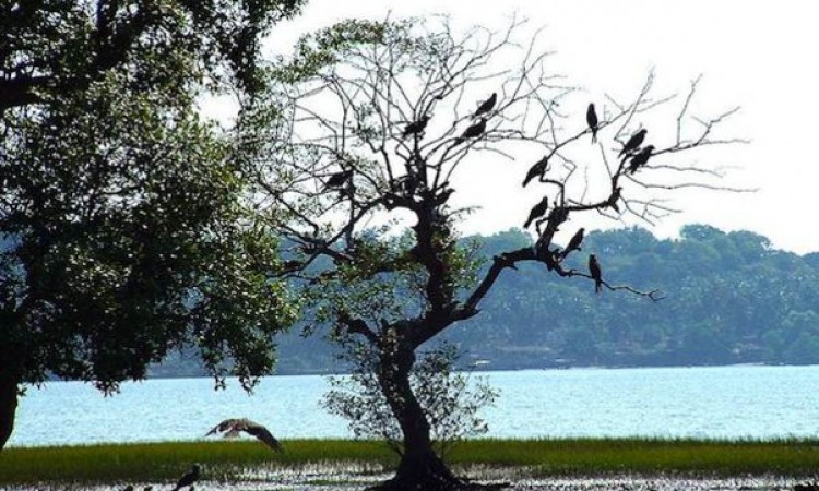 Birds at Chapora River