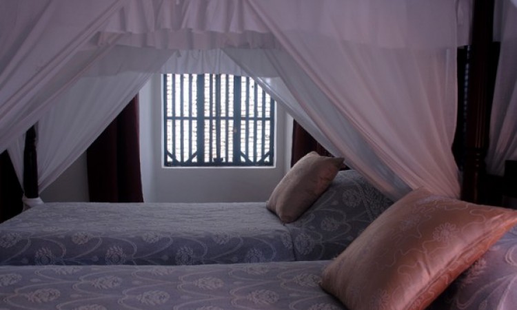 Bahia beds