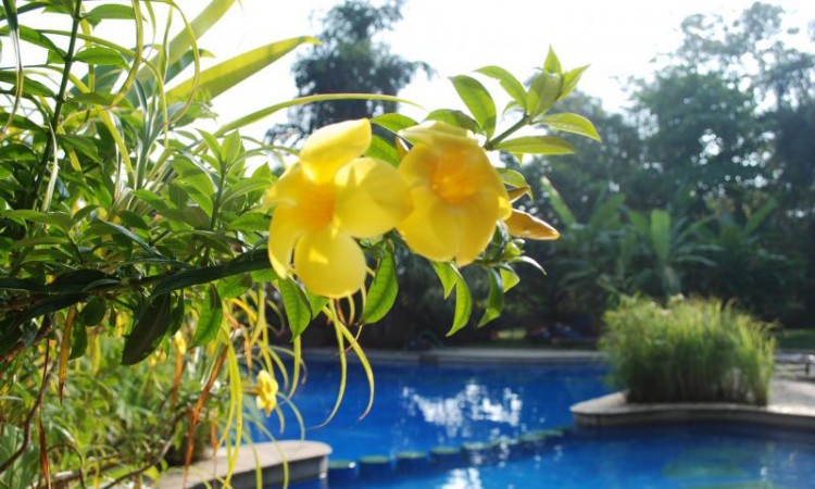 Poolside Yellow Flowers