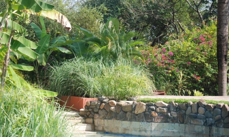 Poolside Greenery