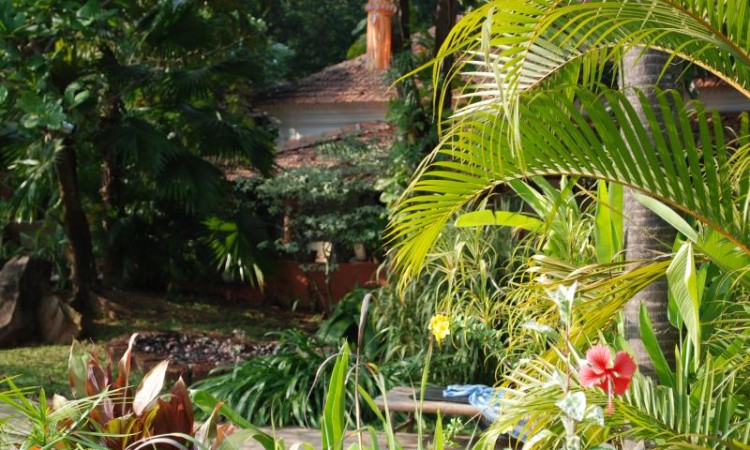 Garden Flowers