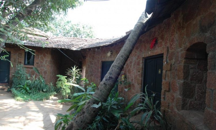 Central Courtyard Trees