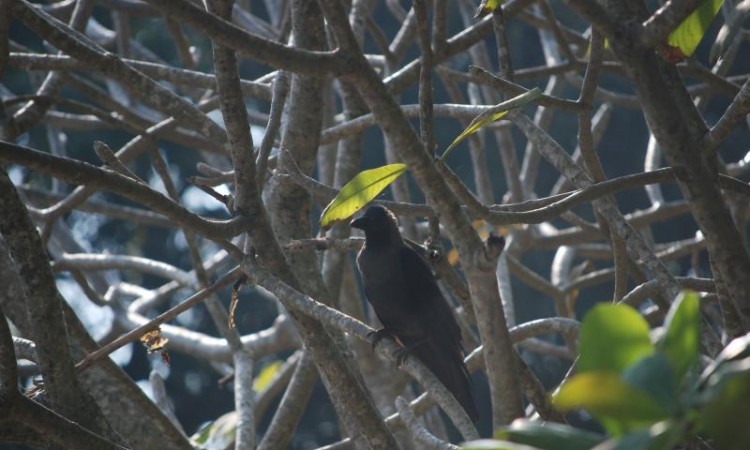 Birdona Tree