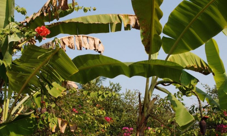 Banana Grove