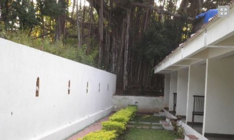Banyan Tree