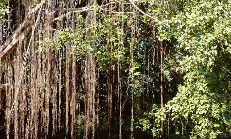 Banyan tree Banyan tree