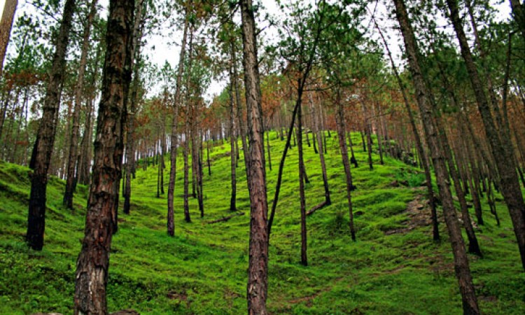 Nearby Jungle Nearby Jungle