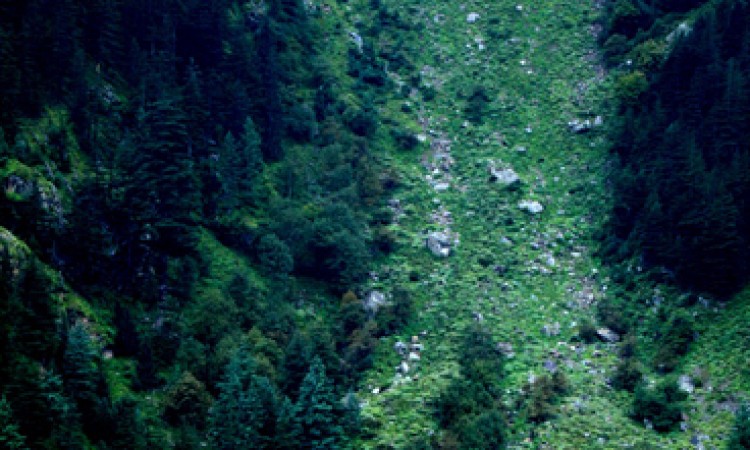 Greenery