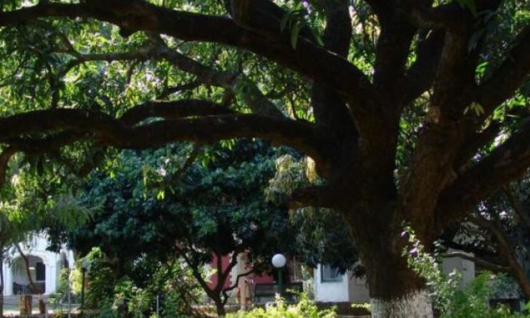 Nature