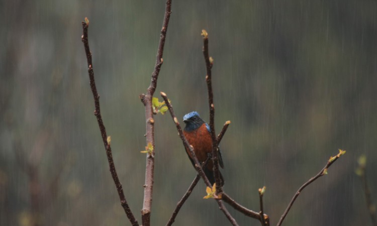 Bird Bird