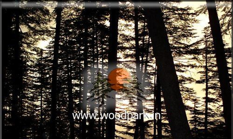 Forest Forest