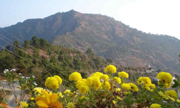 Flowers Flowers