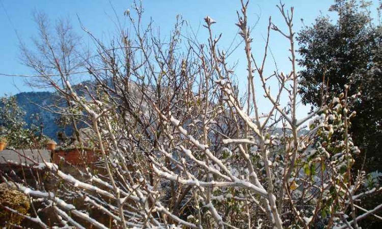 During Snowfall During Snowfall