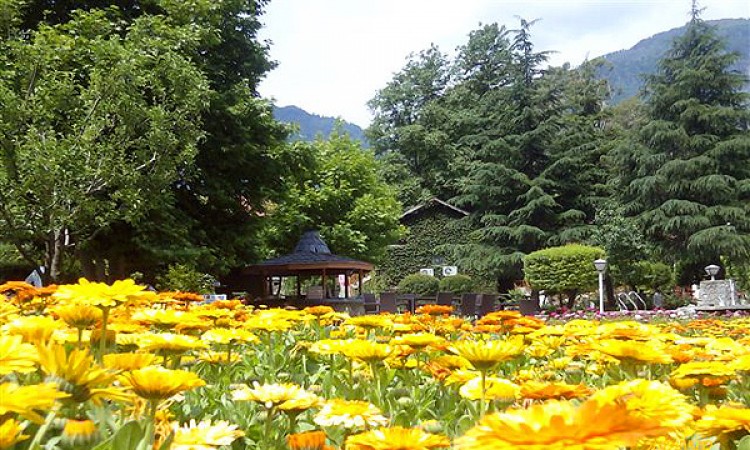 Flowers Flowers