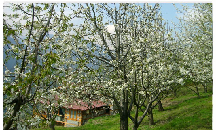 Orchard Orchard
