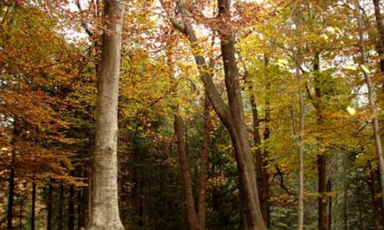 Forest Forest