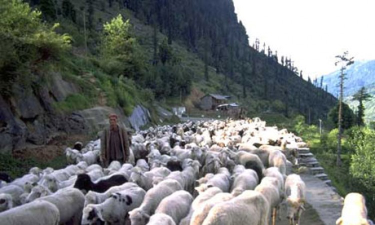 Shepherd