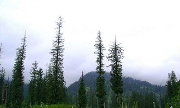 Pine forest