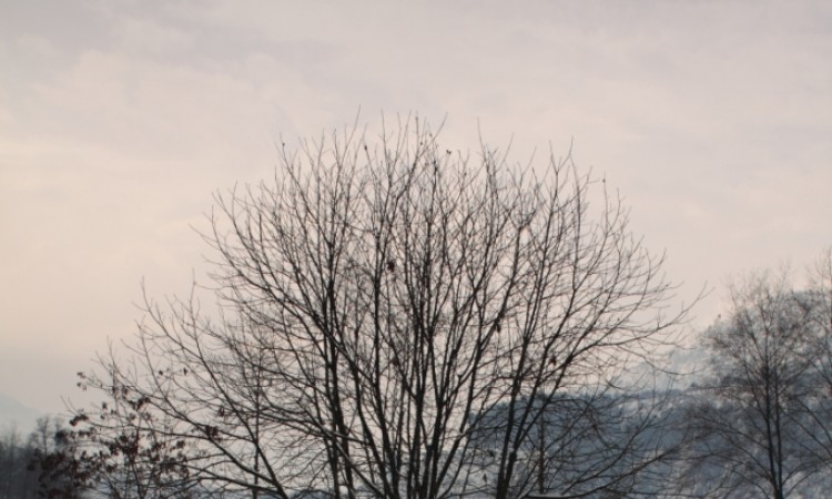 Lone tree