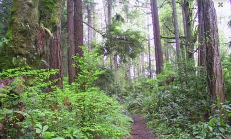 Nature Walk