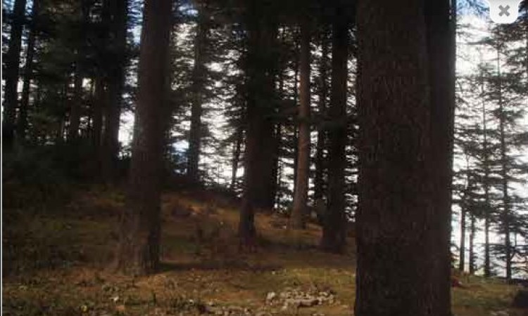 Forest View
