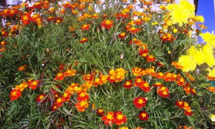 Flowers