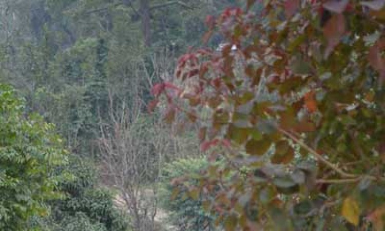Lawn