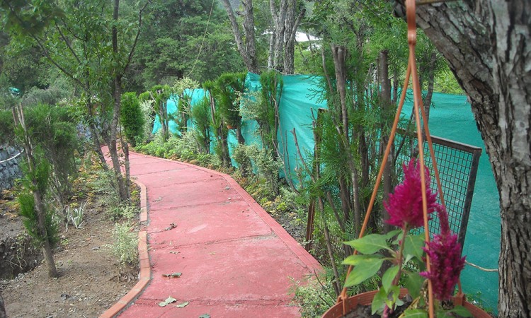 Walking Track