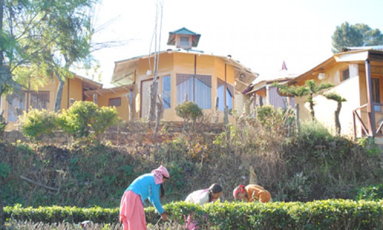 Tea Garden